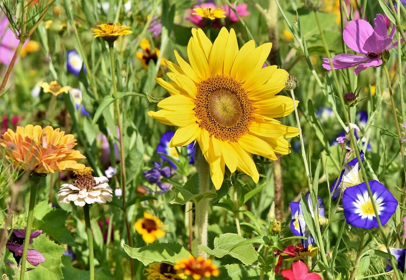 GardenTrust