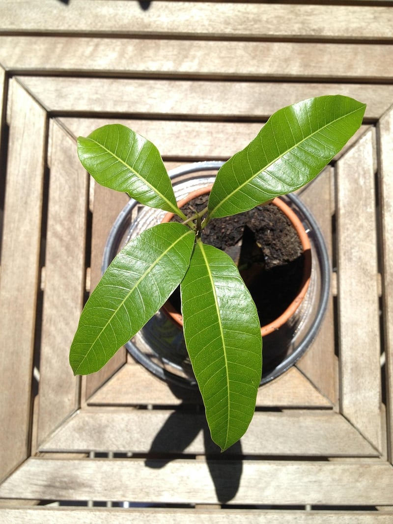 Plant Seedling Image